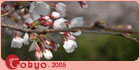 【東京】櫻‧花雨 (2005.04.02-05)